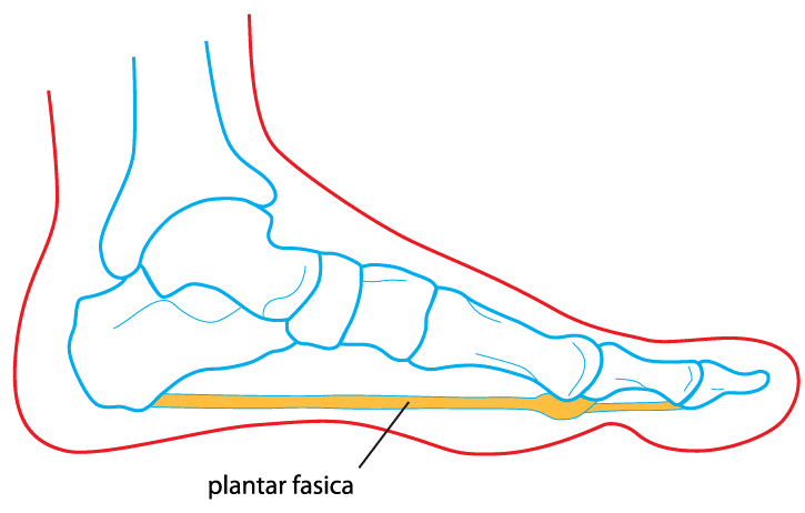 Fascia plantar